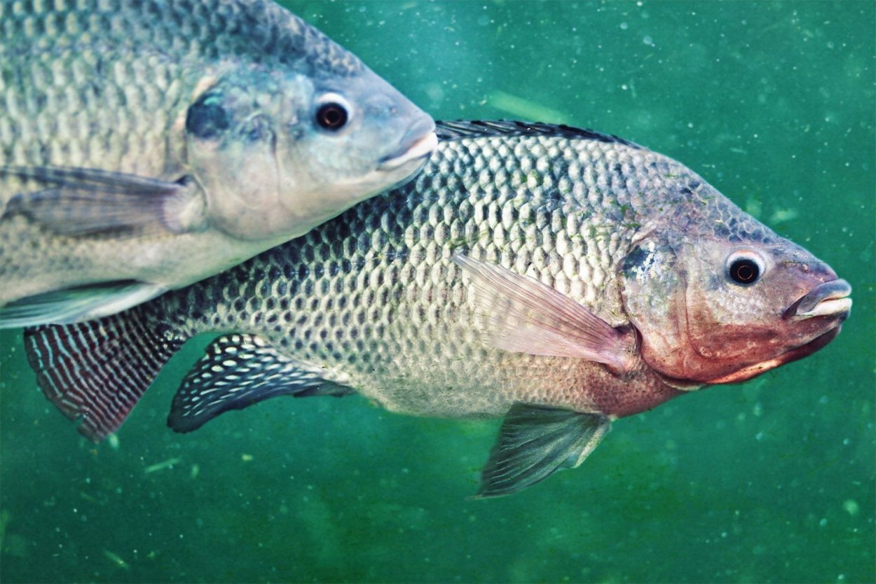 Карп чешуйчатый