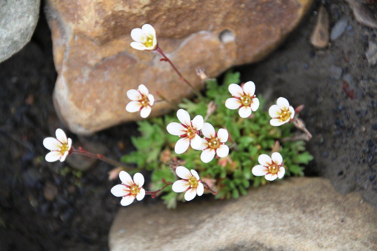 Камнеломка (Saxifragaceae)