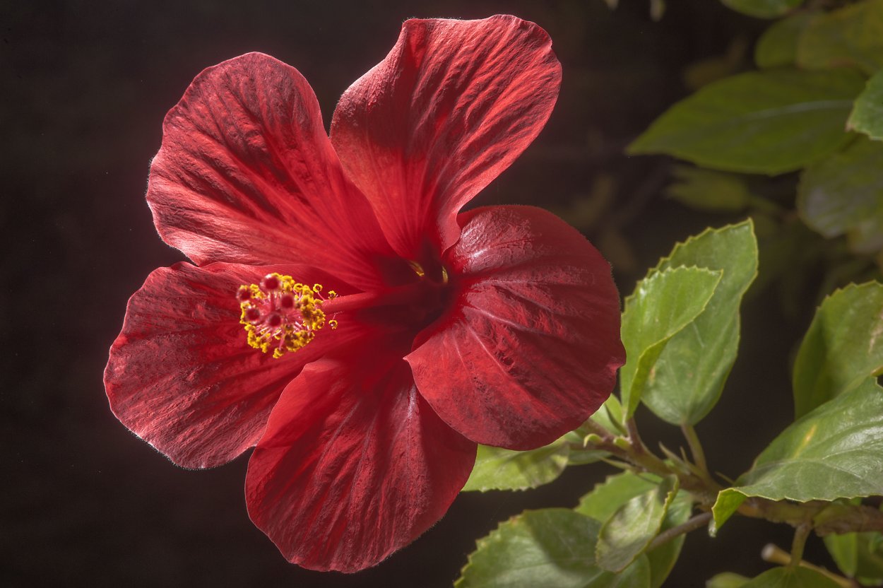 Гибискус Rosa sinensis