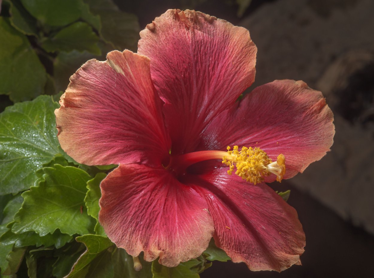 Hibiscus Rosa-sinensis