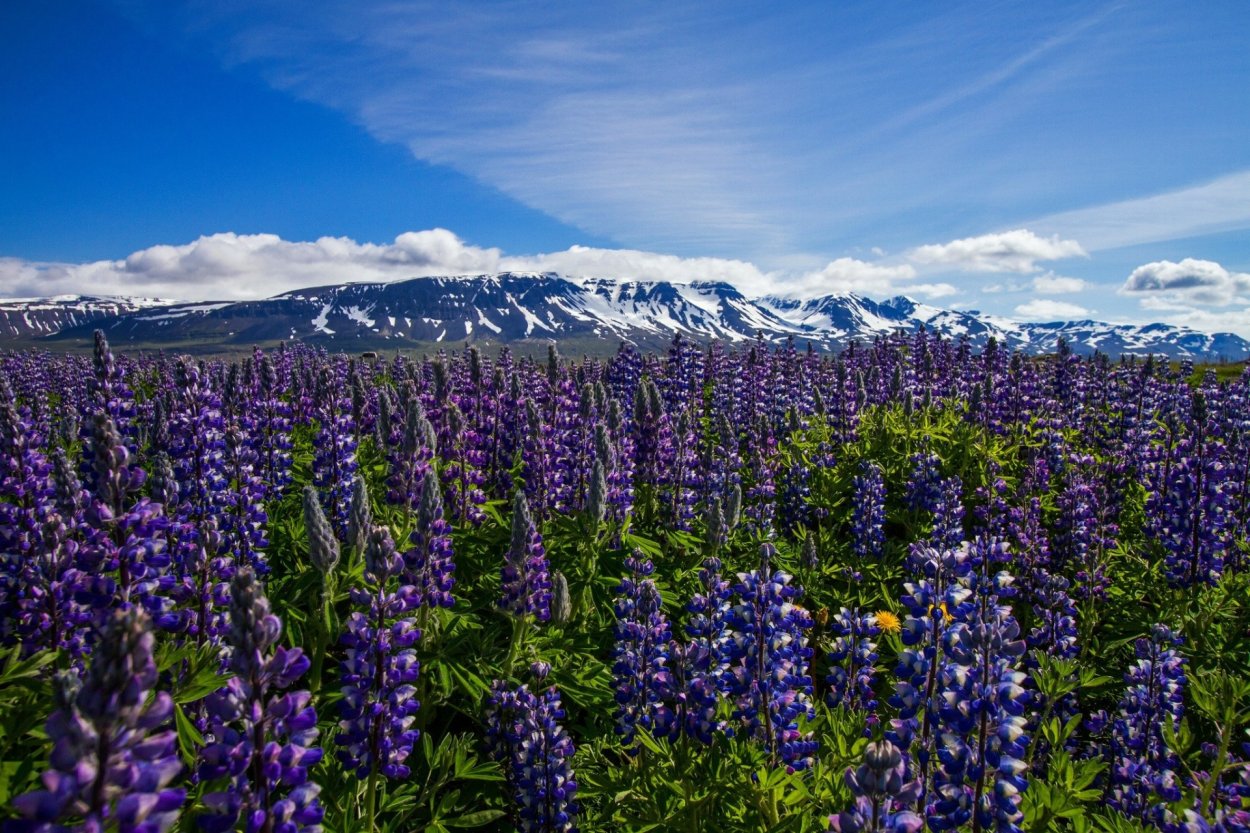 Lupinus arcticus