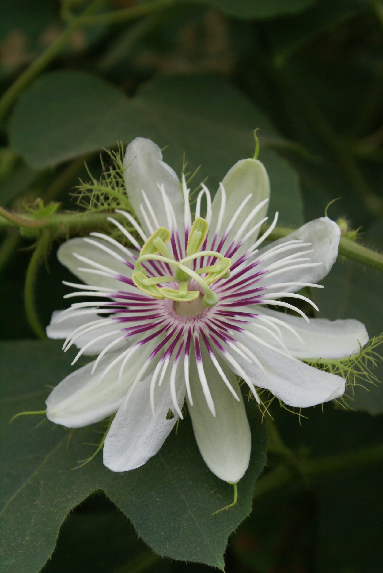 Пассифлора голубая (Passiflora caerulea)