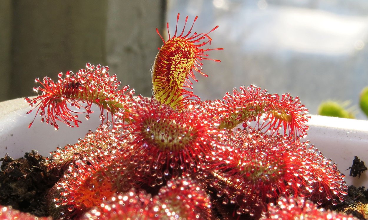 Drosera macrophylla