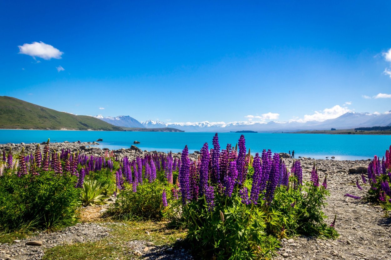 Озеро Текапо (Lake Tekapo)