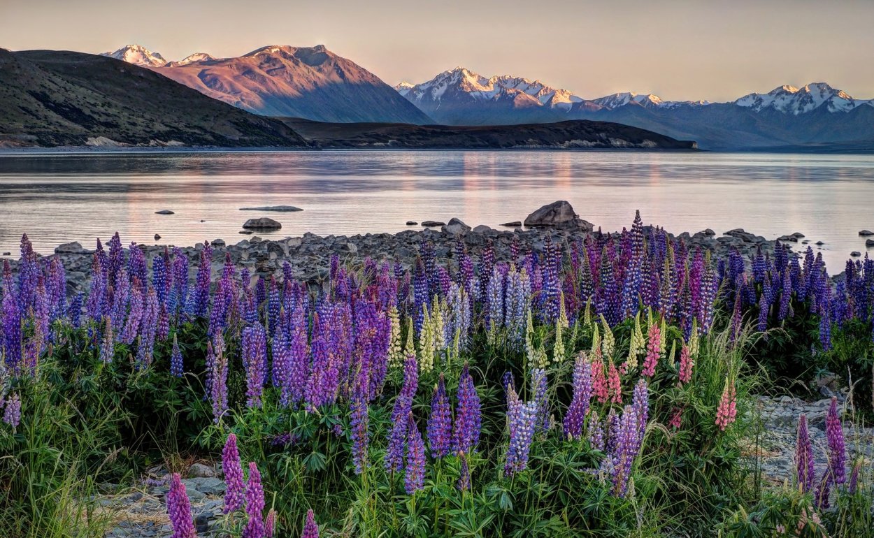 Lake Tekapo, New Zealand Lupins