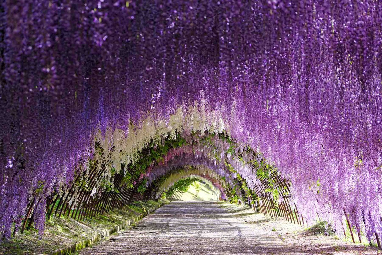 Японский сад цветов Кавати Фудзи