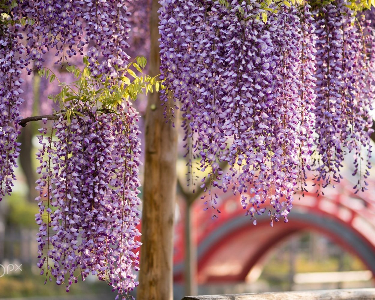 Глициния красная