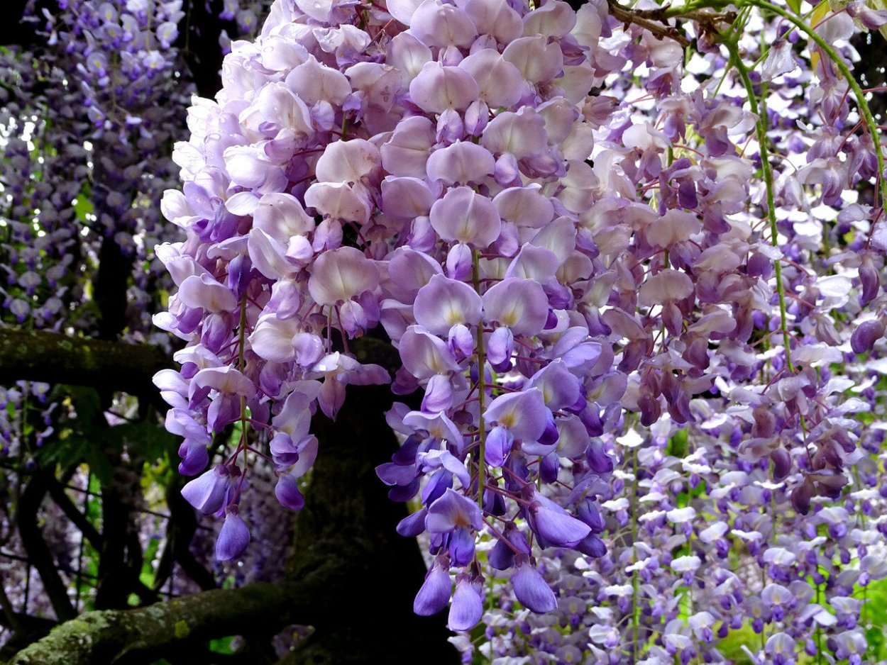 Сад глицинии, Вайнхайм, Германия