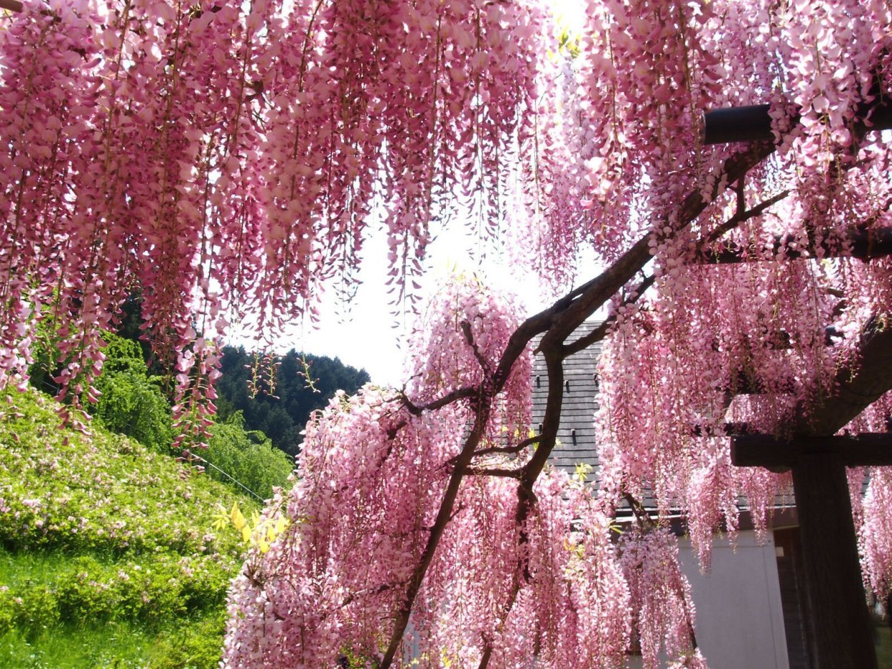 Глициния розовая Wisteria rosea