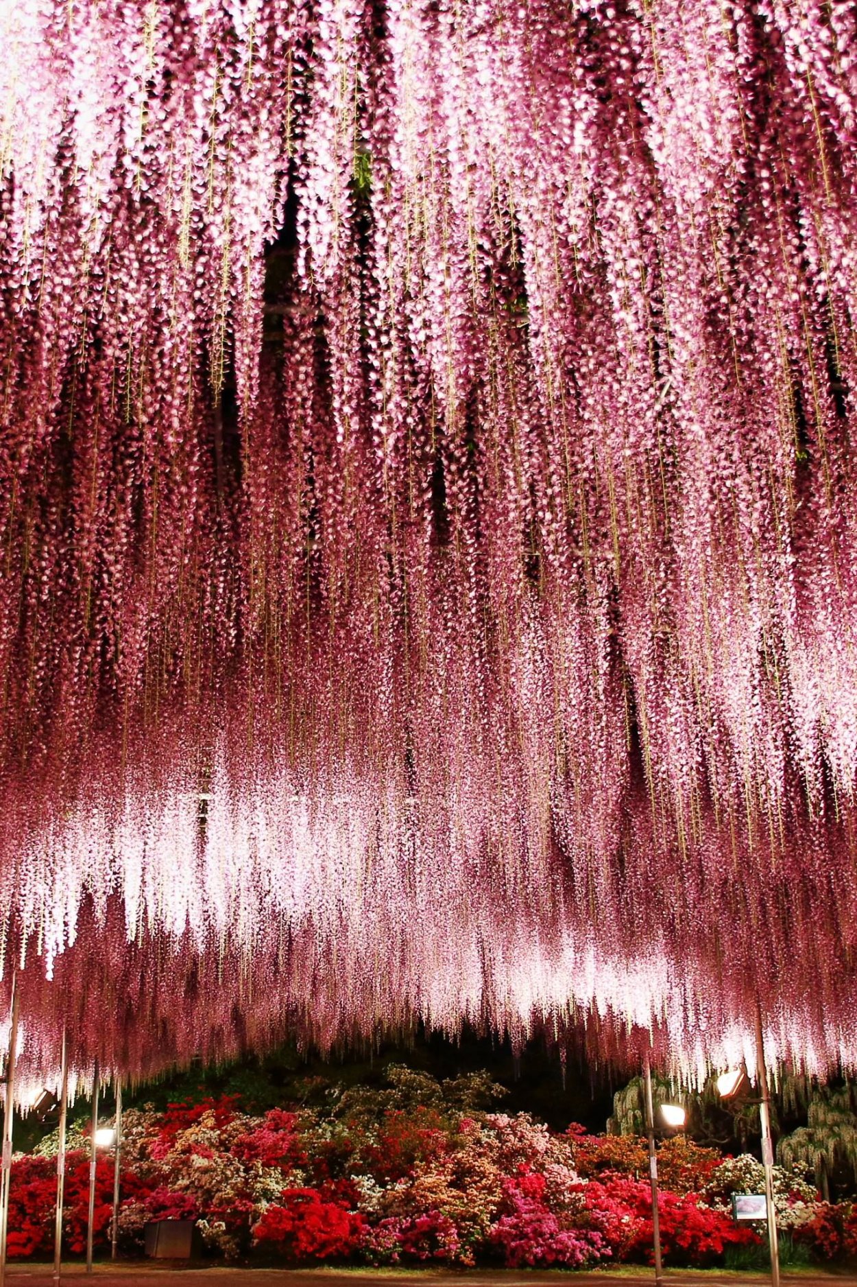 Асикага Тотиги