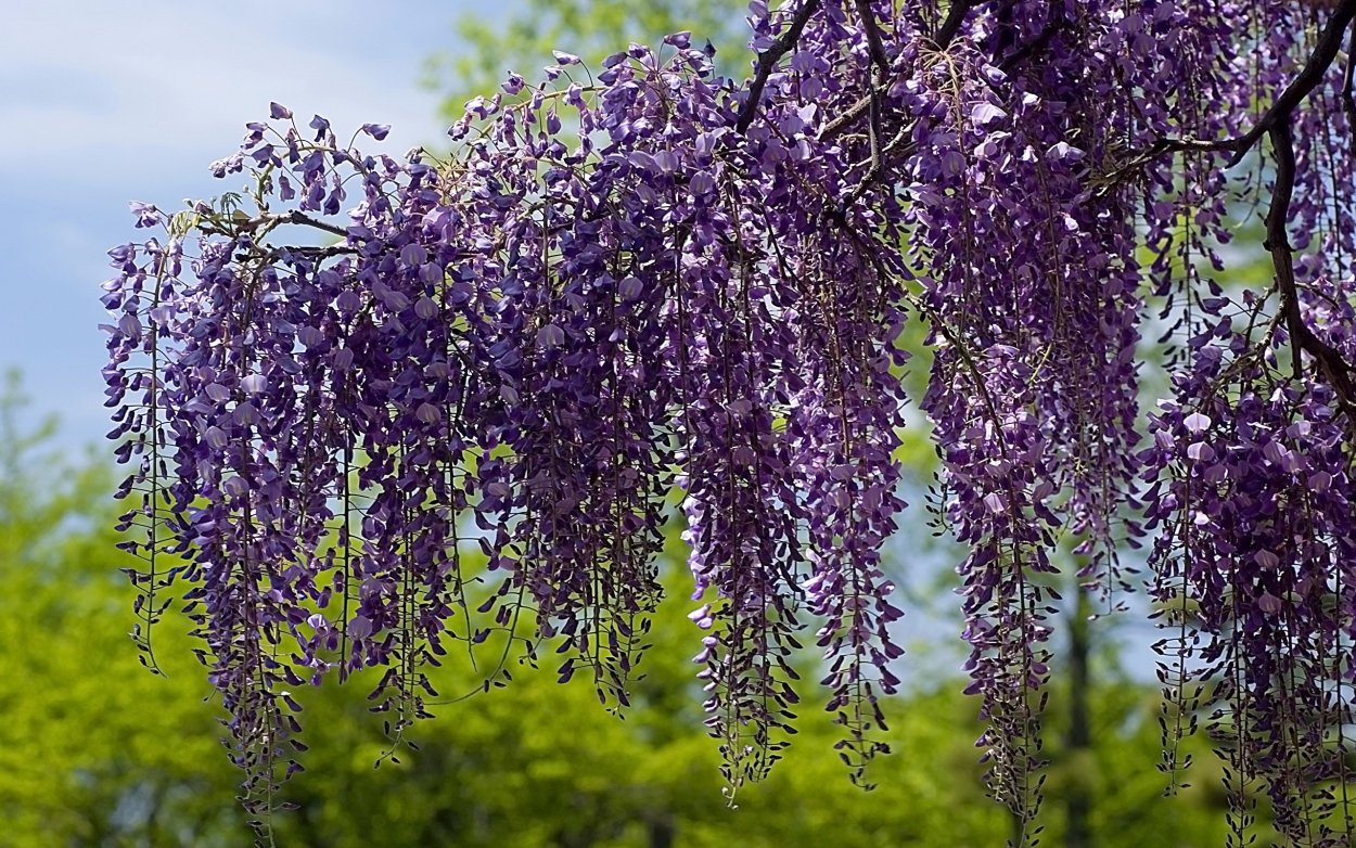 Цветущая Лиана Глициния