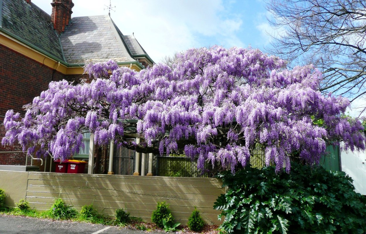 Глициния Вистерия Лиана