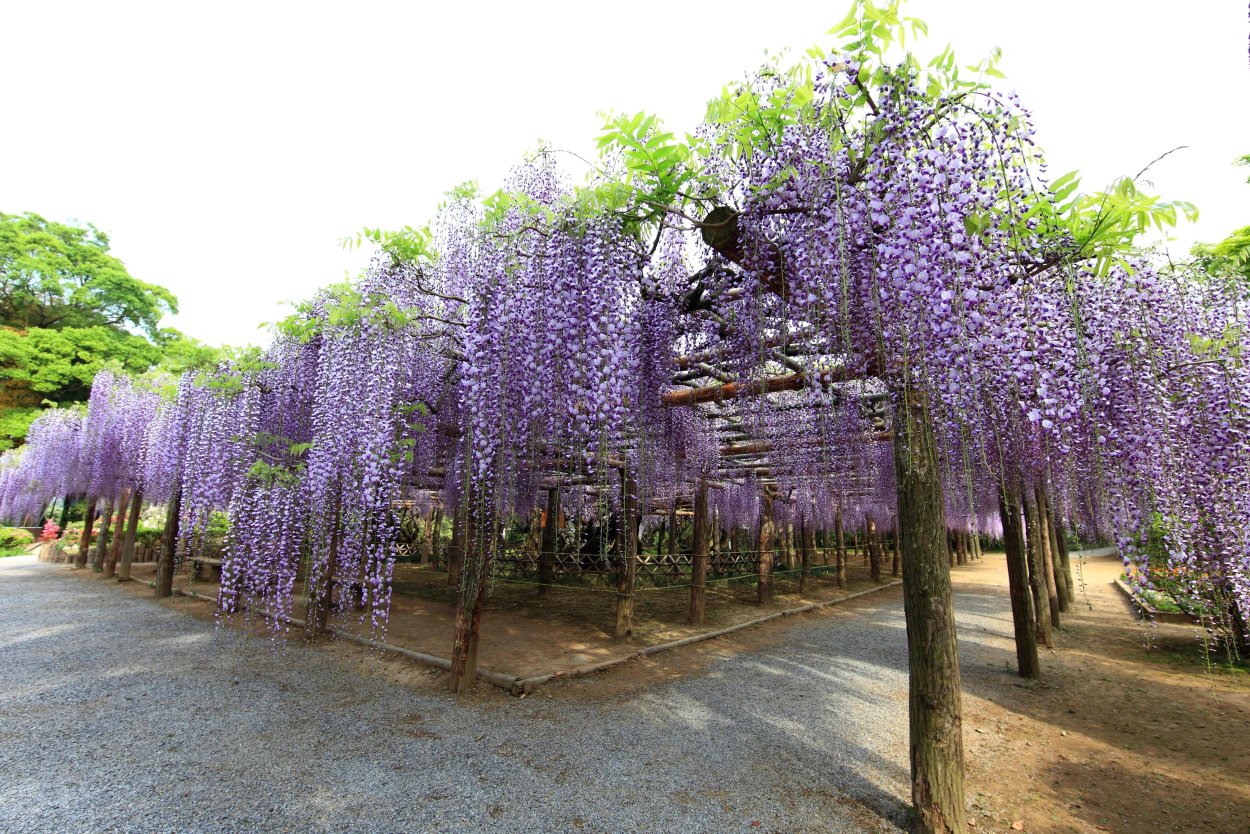 Акация Глициния