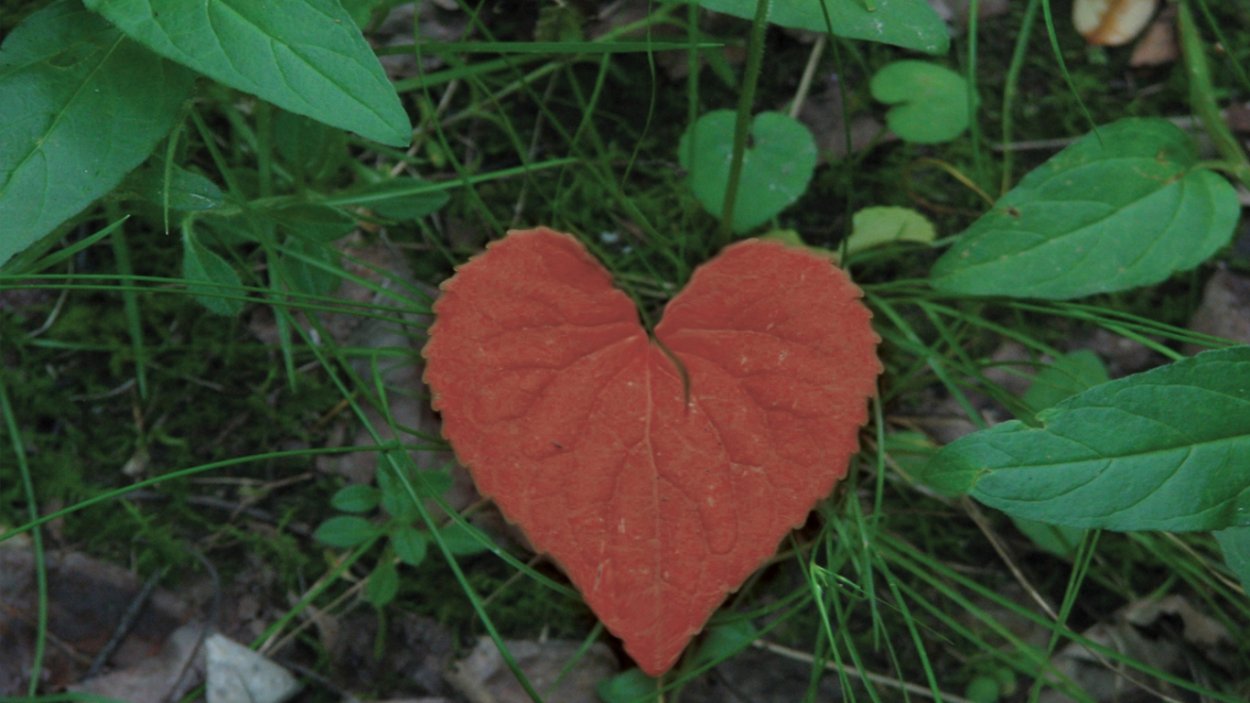 Растение с листьями в форме сердца