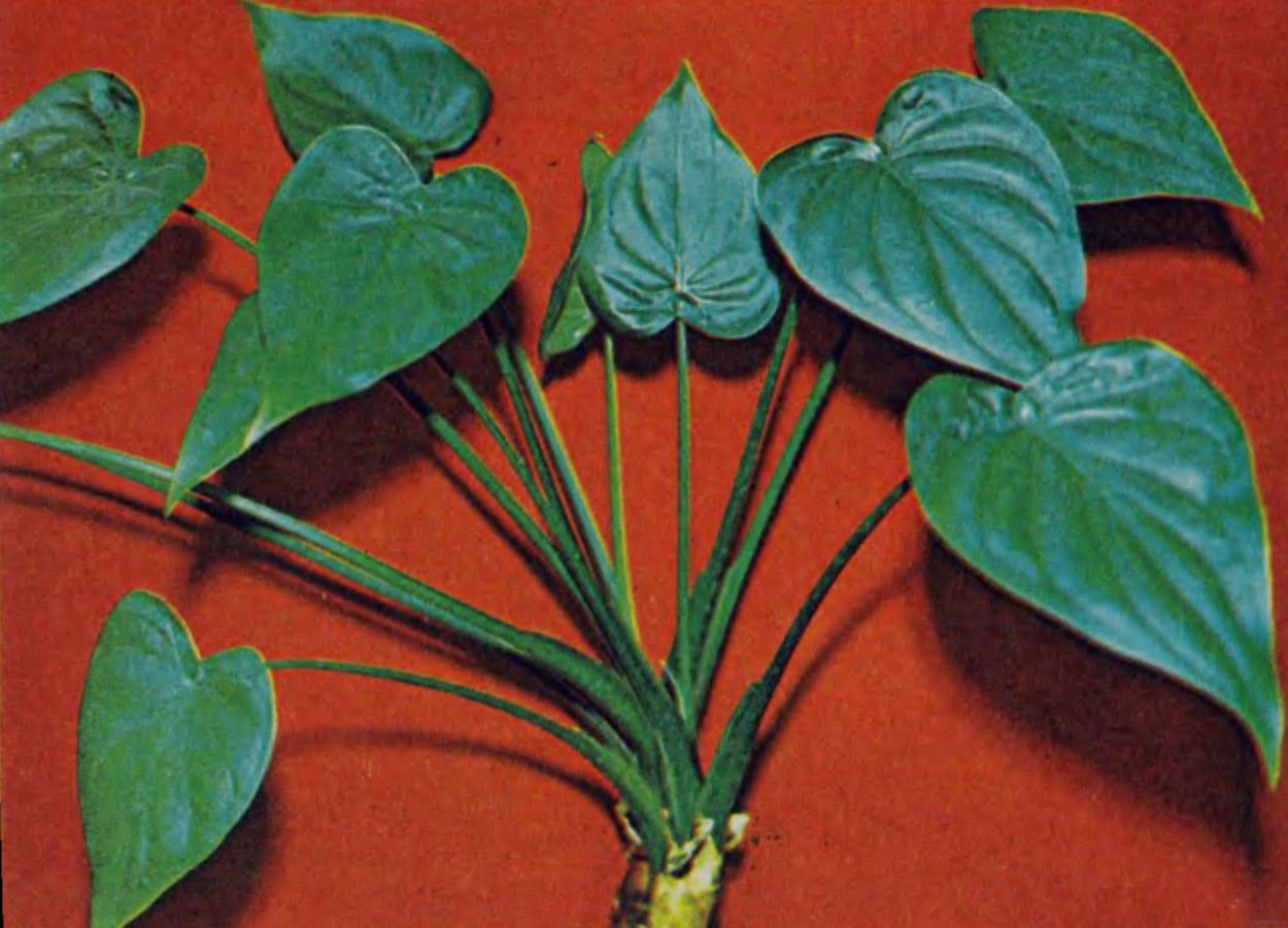 Алоказия клобучковая