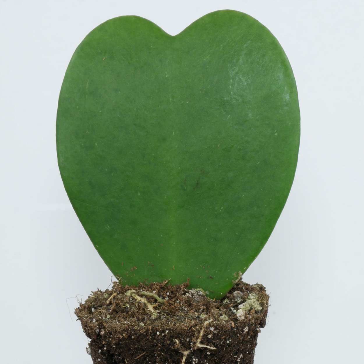 Суккулент Хойя Керри