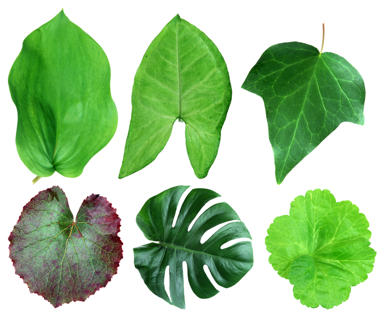 Листок растения