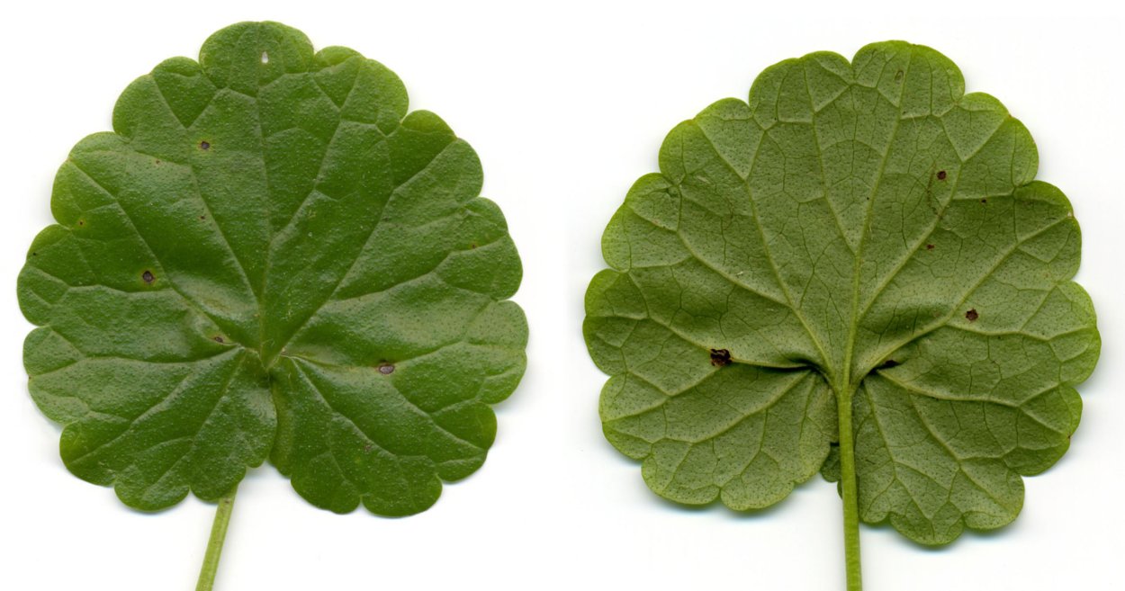 Листья будра трава