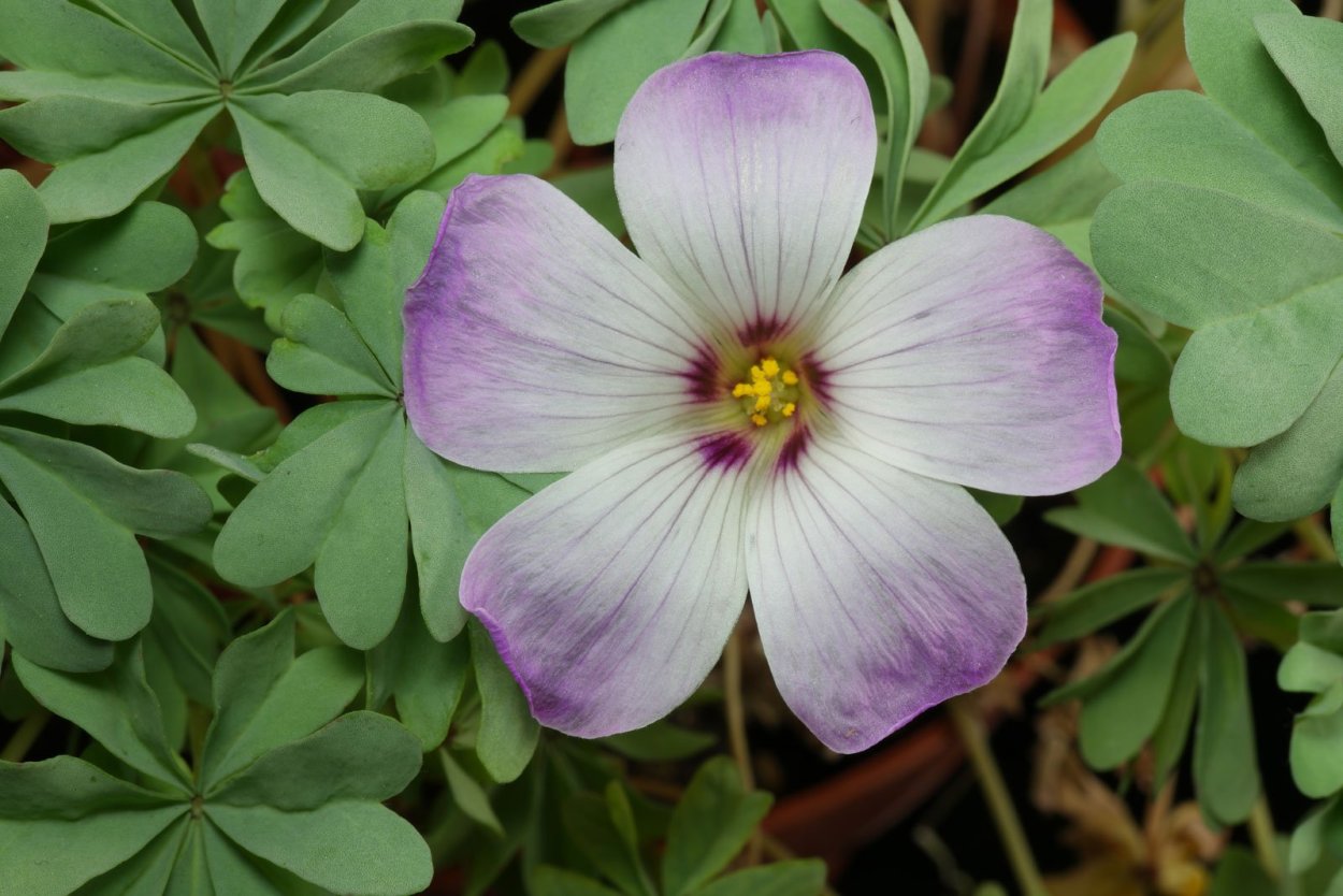 Кислица Ортгиса (Oxalis ortgiesii).
