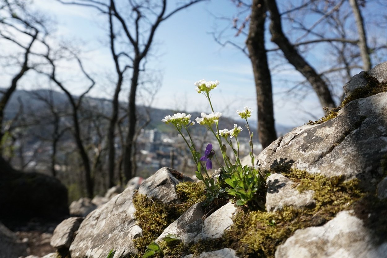 Ранняя Весна в горах