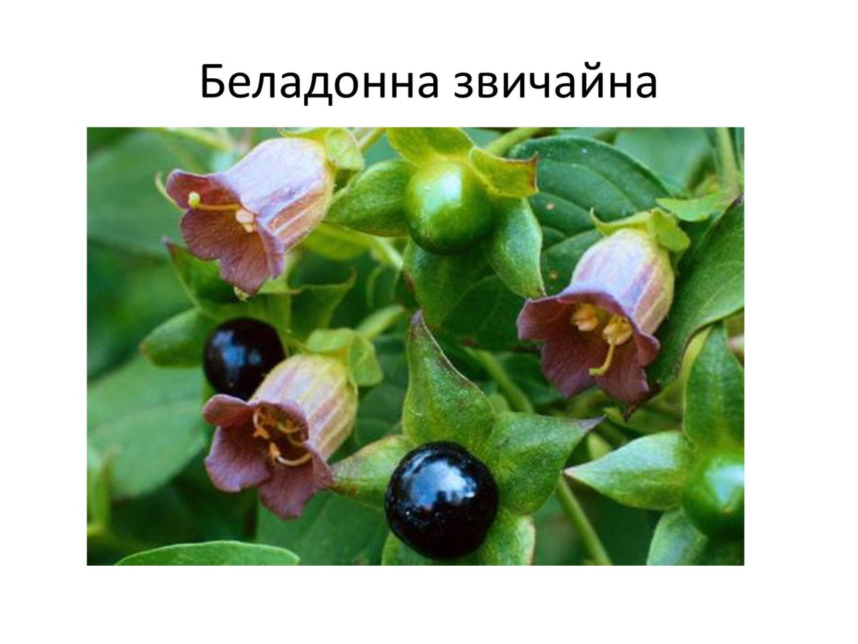 Красавка белладонна ядовитое растение