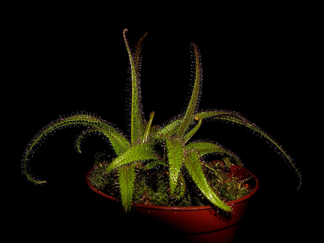 Росянка Drosera Regia