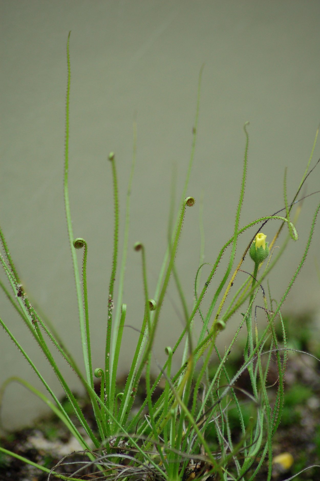 Росолист (Drosophyllum)