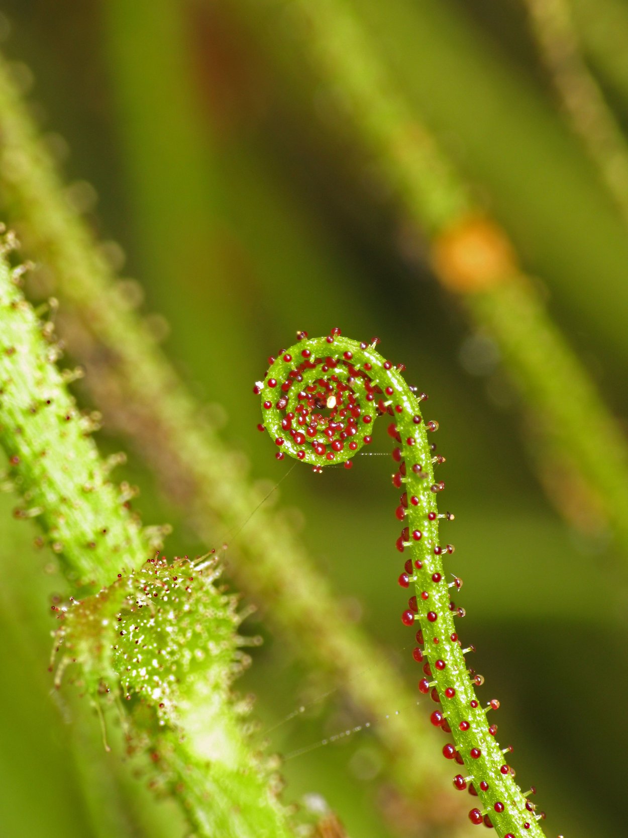 Drosophyllum lusitanicum