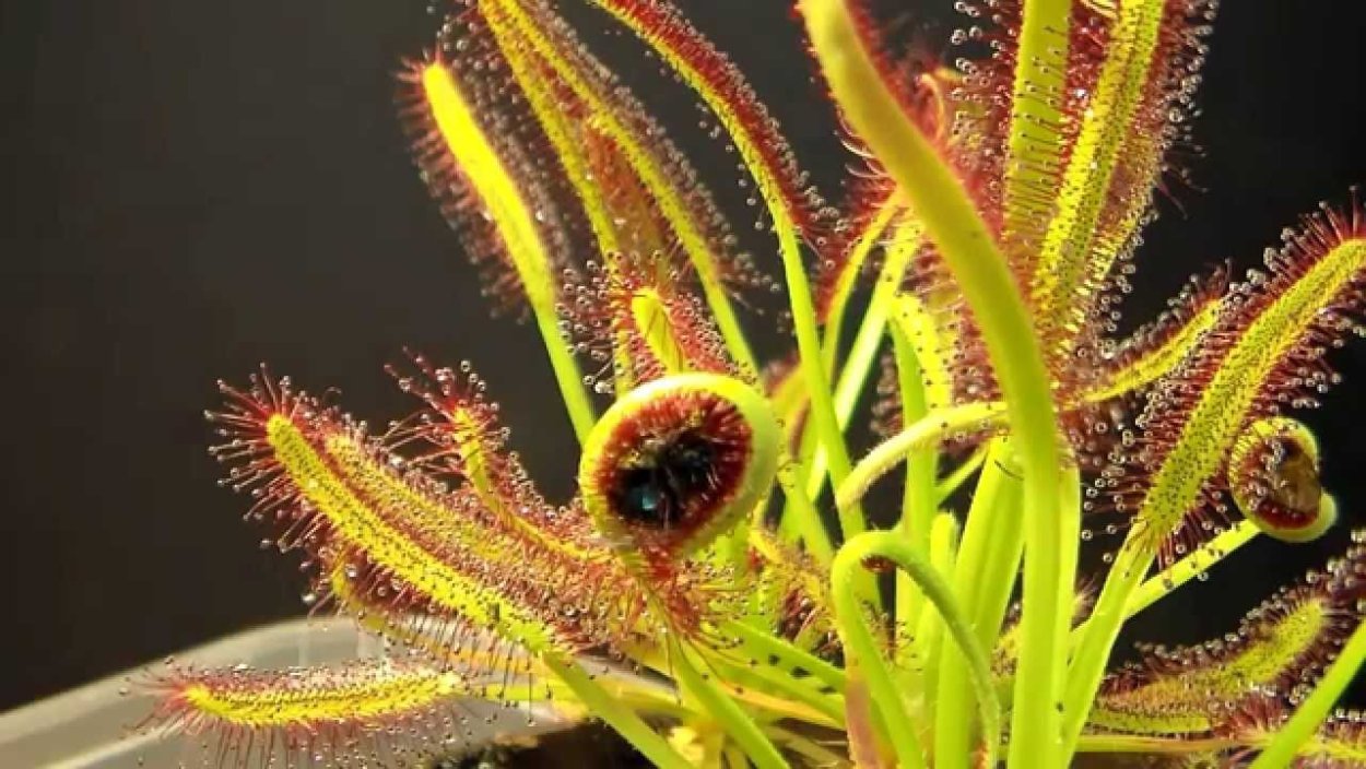 Росянка Капская Drosera capensis