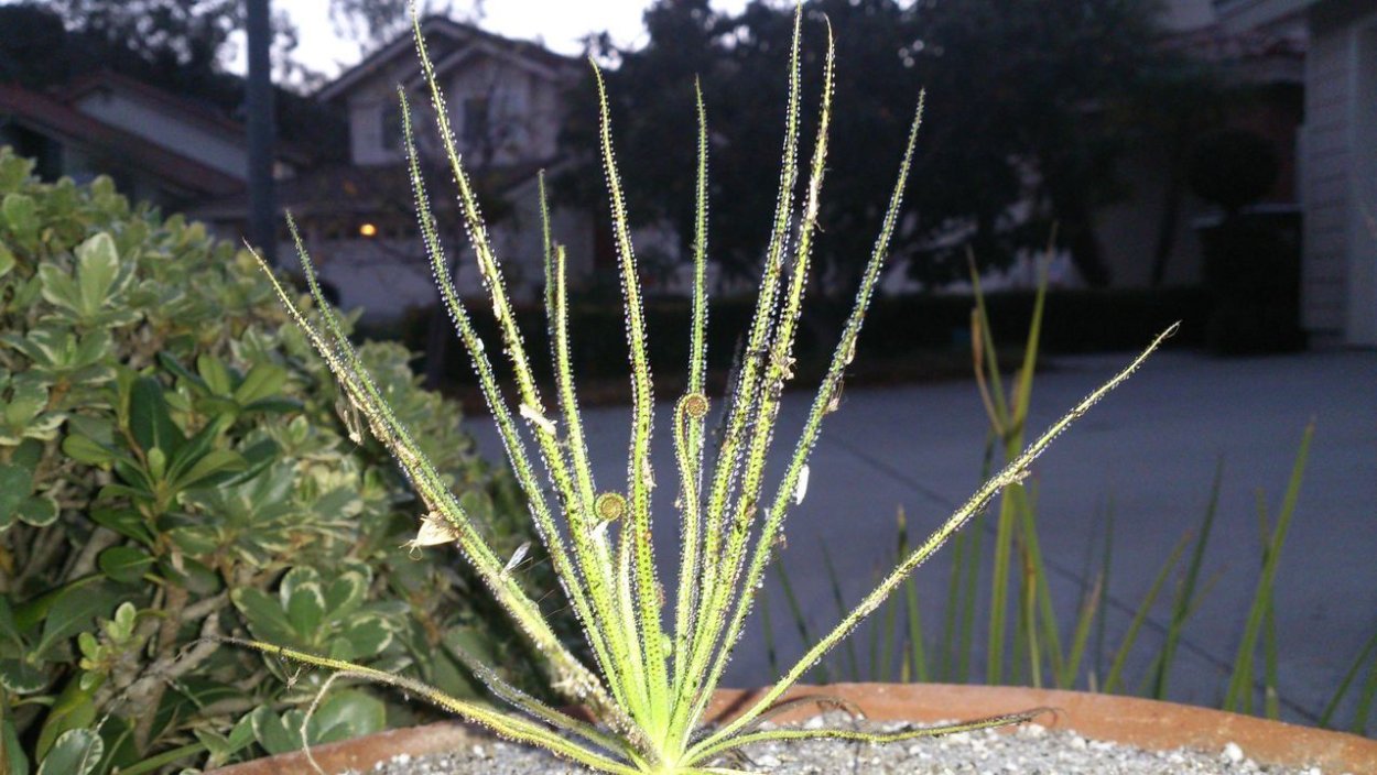 Росолист (Drosophyllum)