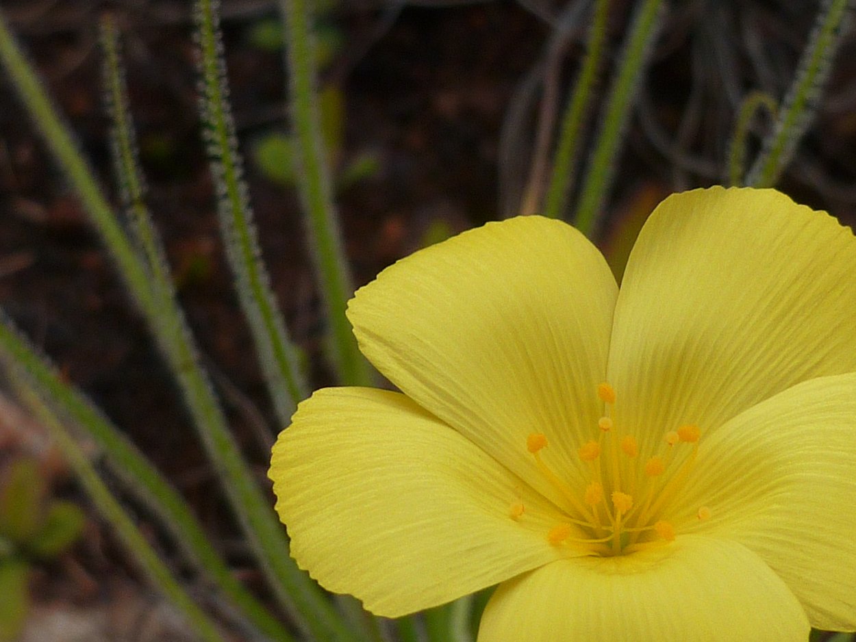 Drosophyllum lusitanicum