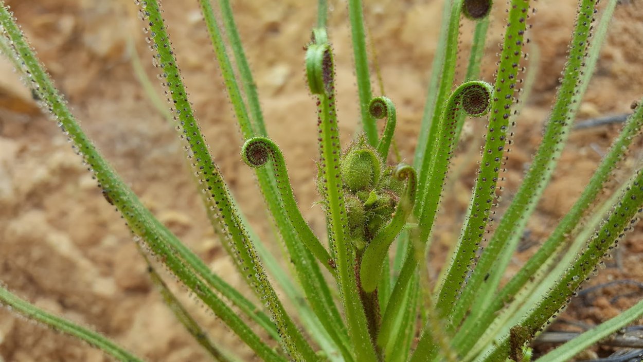 Drosophyllum lusitanicum