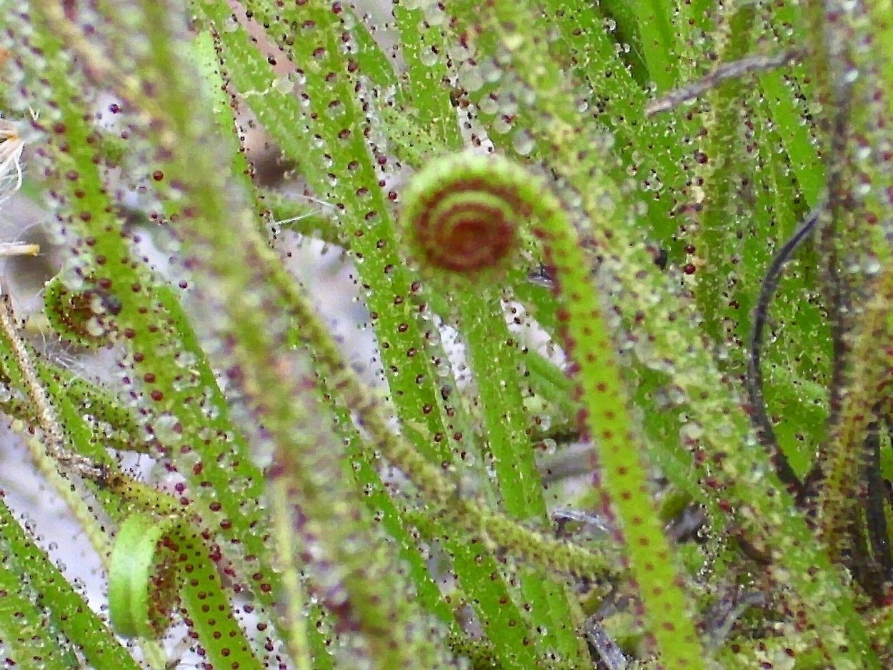 Drosophyllum lusitanicum