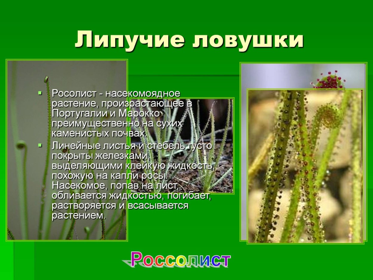 Растения-хищники липучая ЛОВУШКА