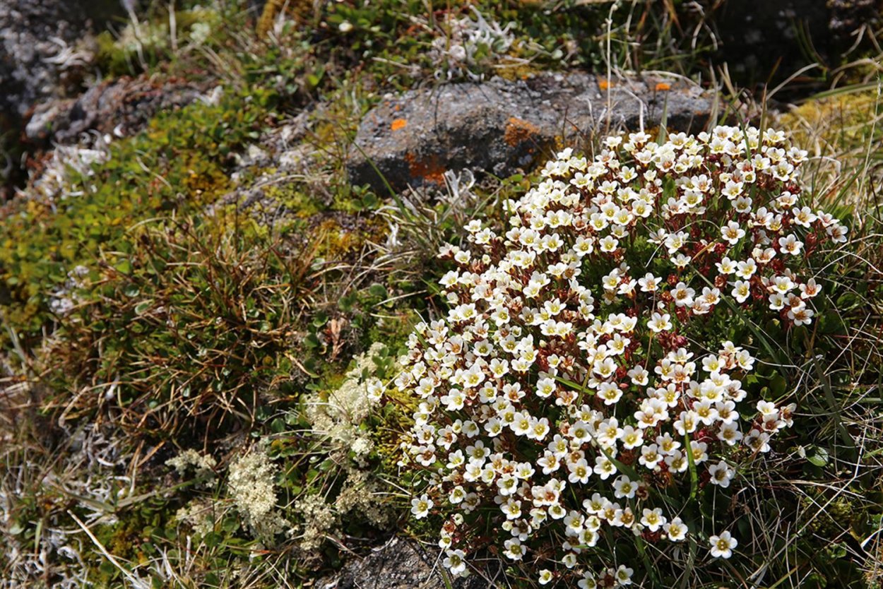 Камнеломка (Saxifraga)