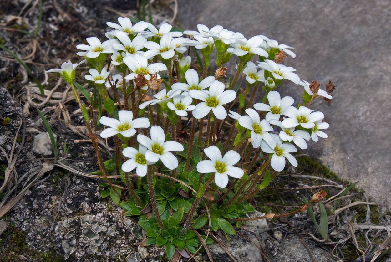 Камнеломкой (saxifragahy-perborea