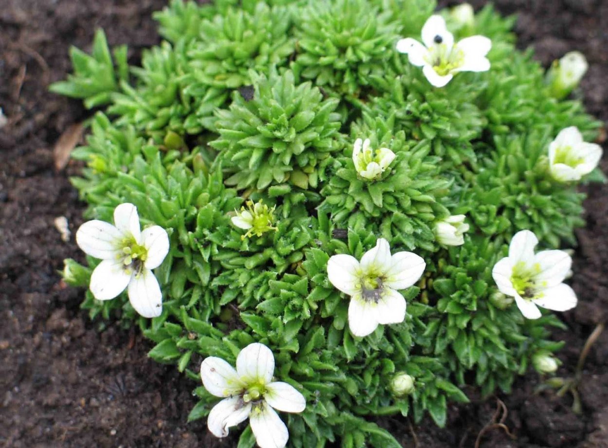 Камнеломка круглолистная Saxifraga rotundifolia