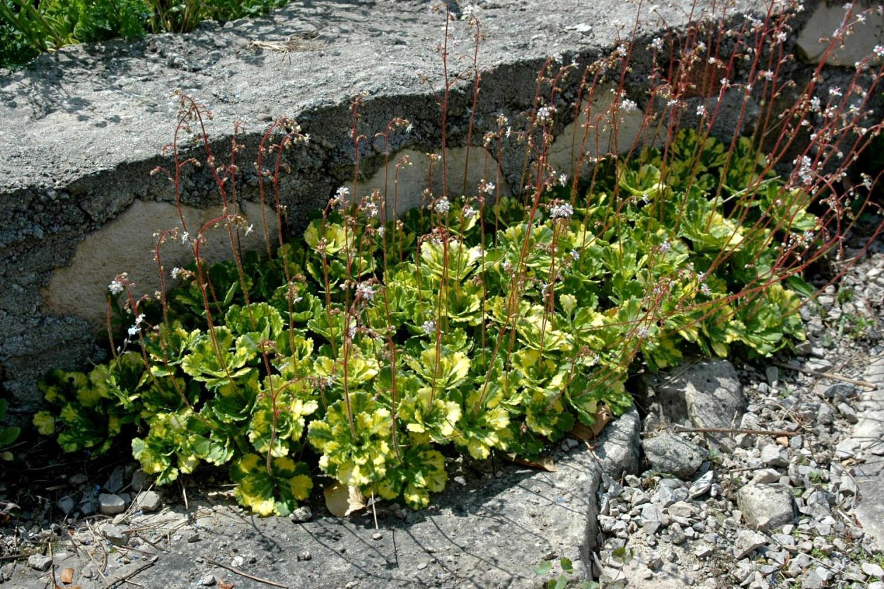 Камнеломка oppositifolia