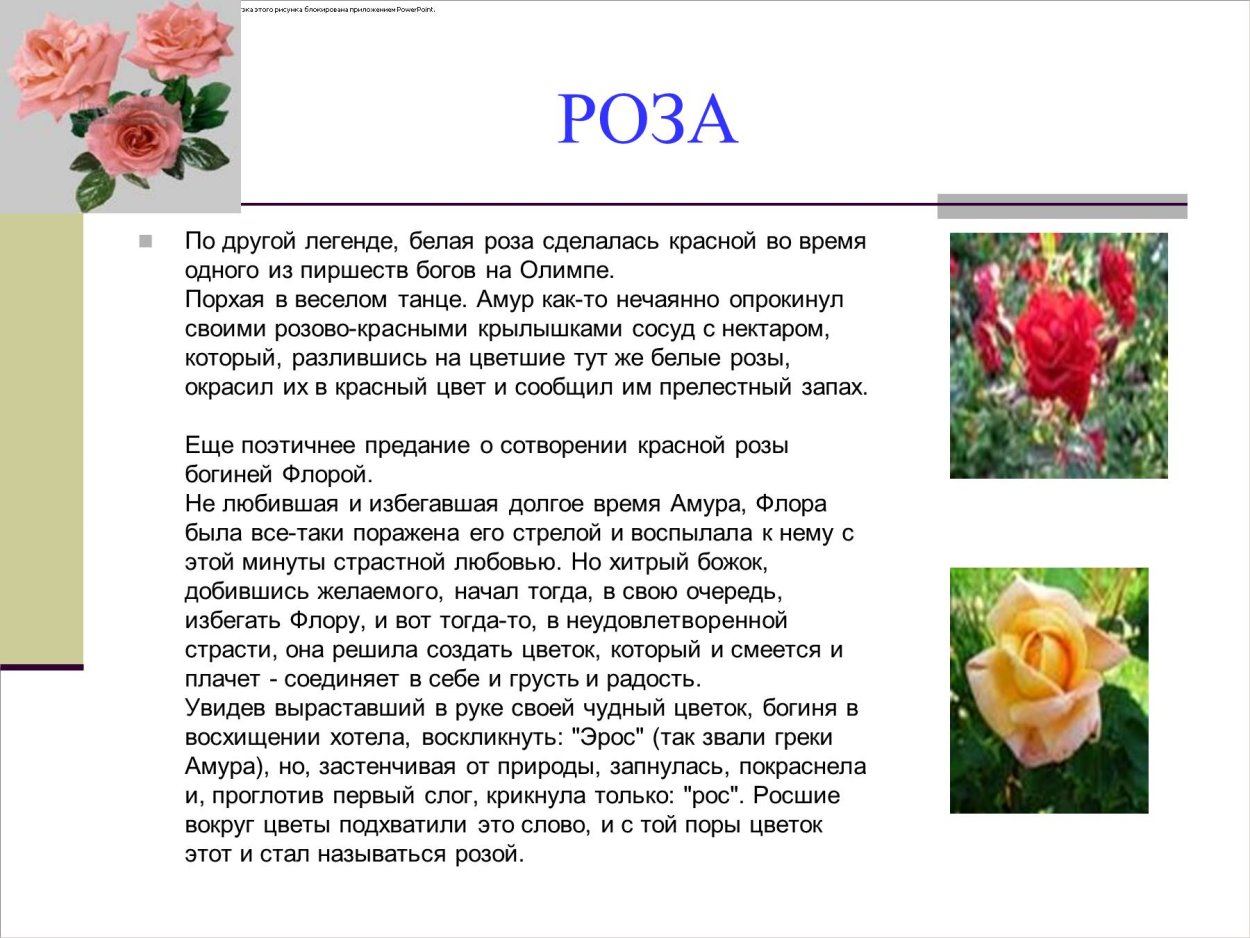 Описание розы 3 класс литературное чтение
