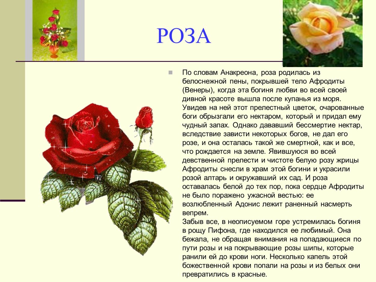 Роза описание растения 3 класс