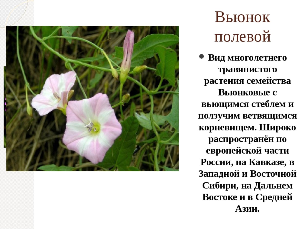 Вьюнок полевой семейство