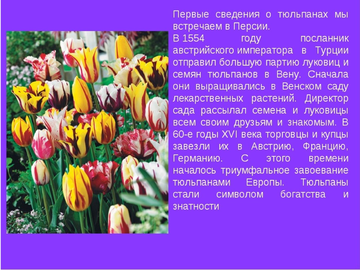 Тюльпан краткая информация