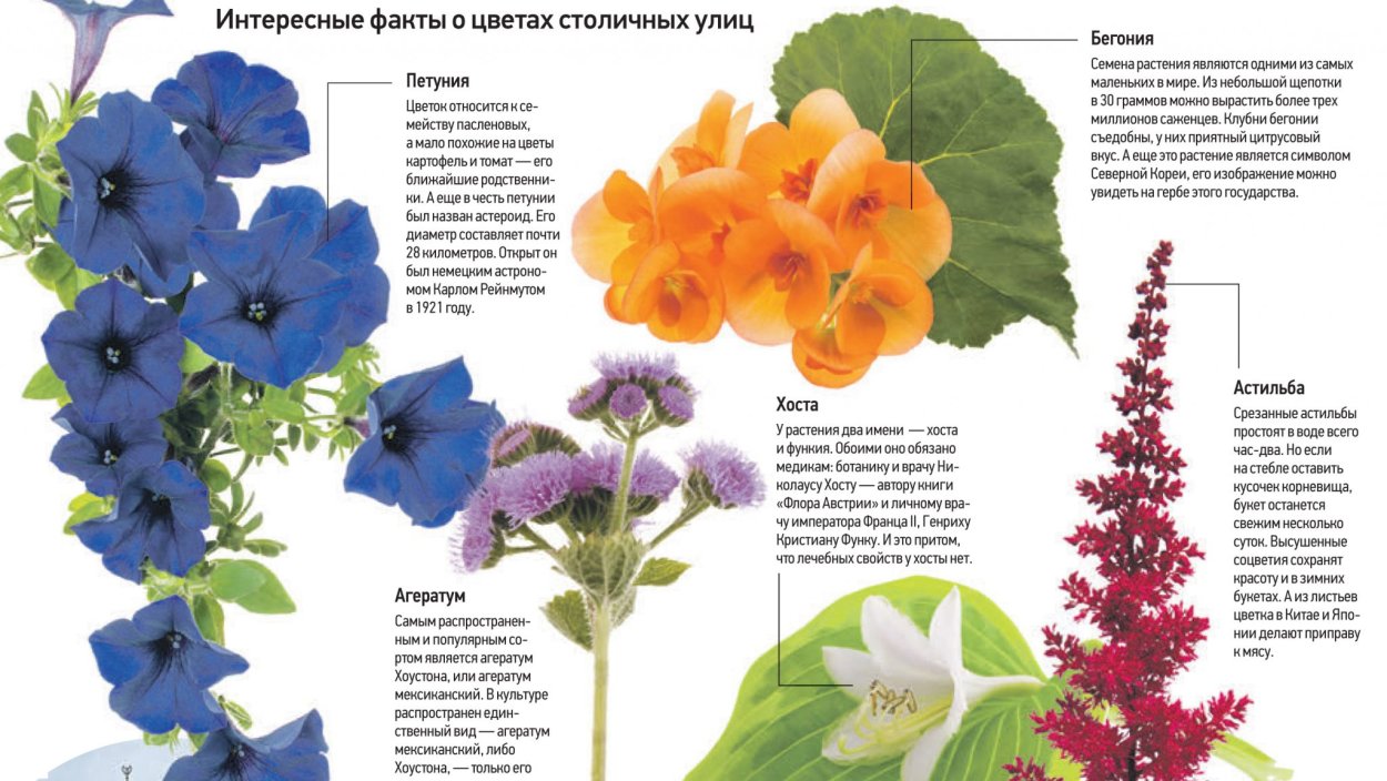 Интересные факты о цветах