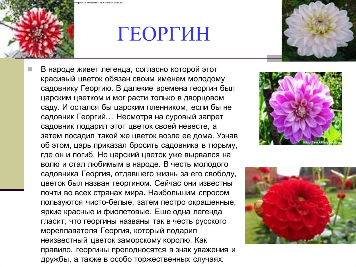 Рассказ про георгины
