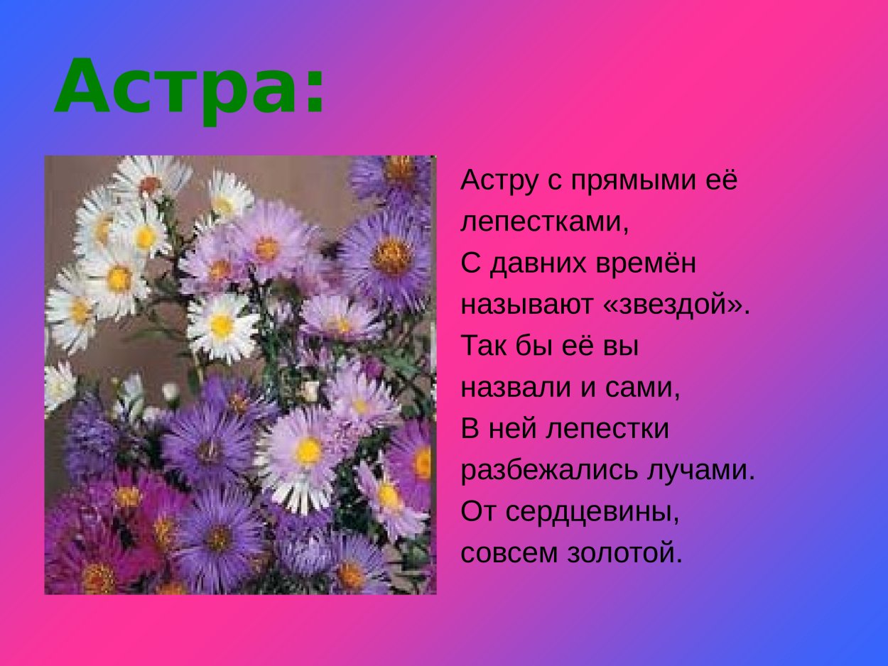 Астра цветок описание