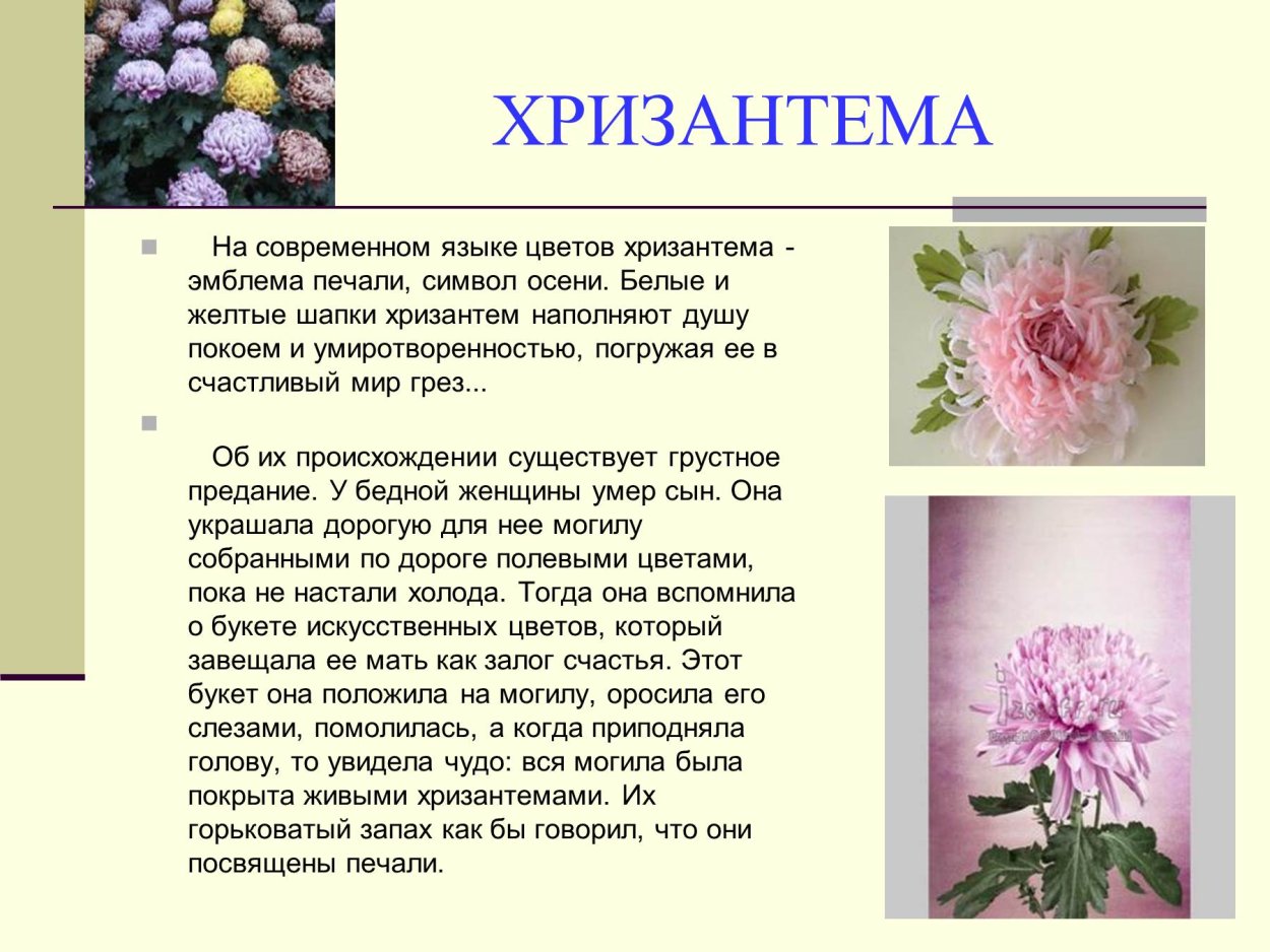 Легенды об осенних цветах