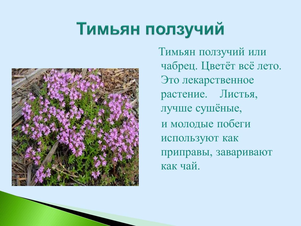 Тимьян ползучий описание растения