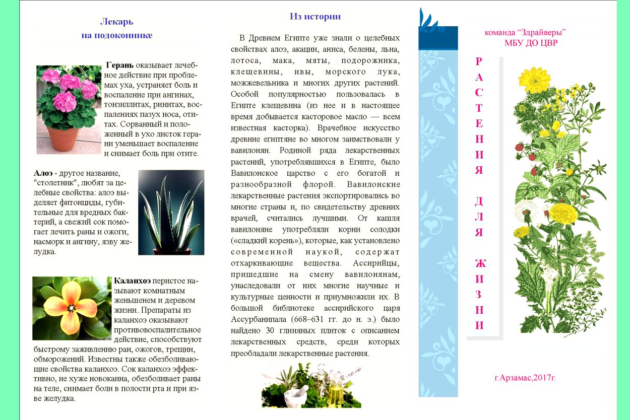 Буклет лекарственные растения