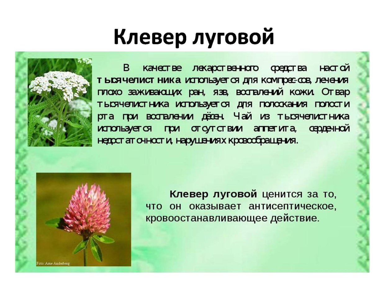 Паспорт растения Клевер Луговой
