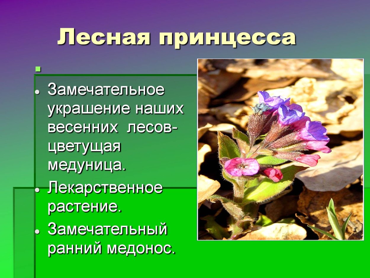 Рано цветущие растения Медуница Медуница лекарственное растение